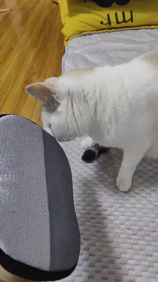 Photo d'avis client : chat blanc examinant le gant qui vient de nettoyer son tapis matelassé